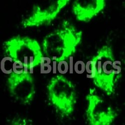 Cyno MK Endohtelial Cells (30)